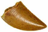 Serrated Raptor Tooth - Real Dinosaur Tooth #361058-1